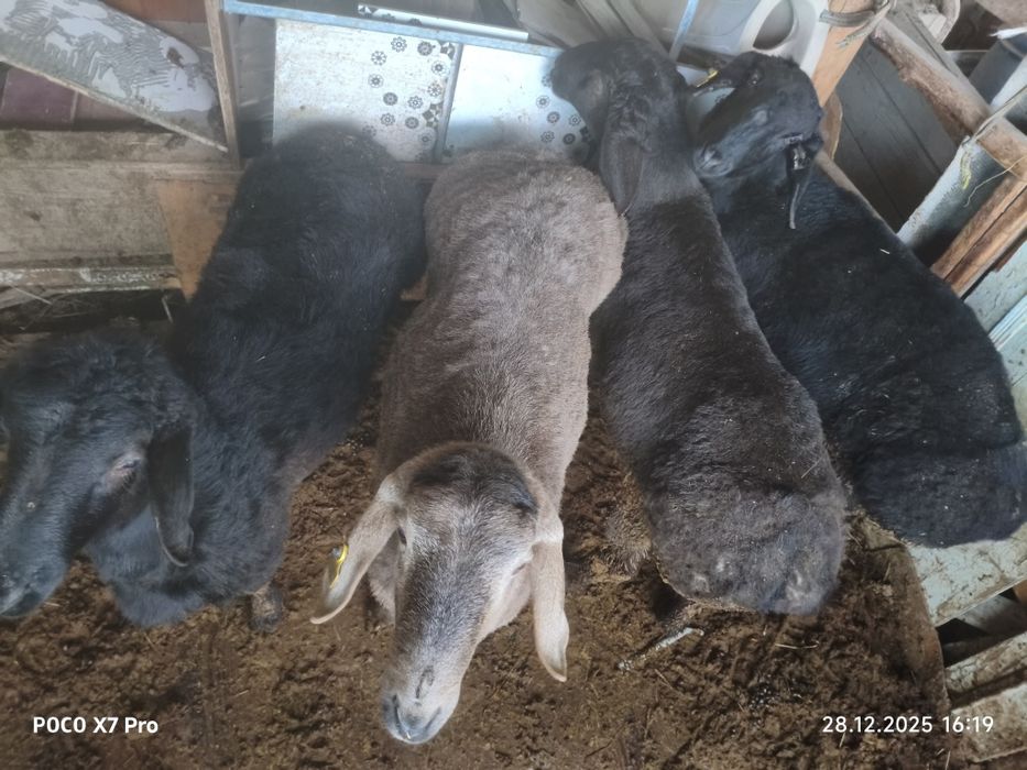 Кошкар сатылады 4 бас