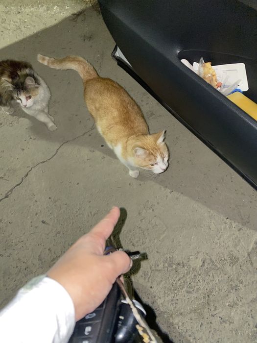 Кошка рыжая мысык