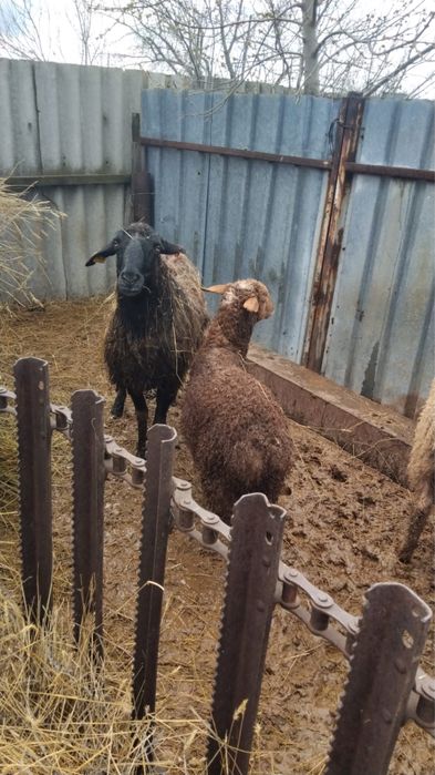 Кой кошаканымен сатылады