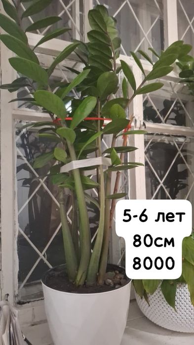 Продам замиокулькас