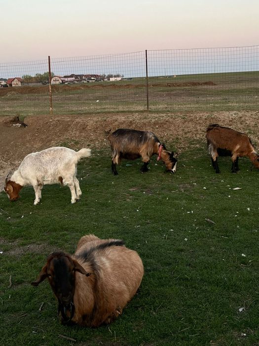 Vând capre din pozele