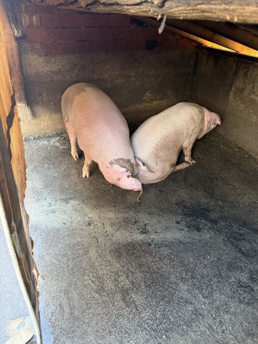 Продавам домашни прасета