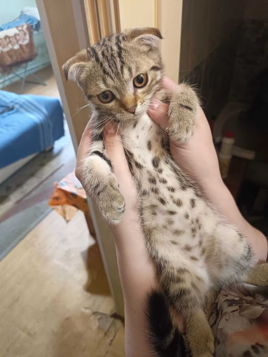 Котёнок мальчик в добрые руки