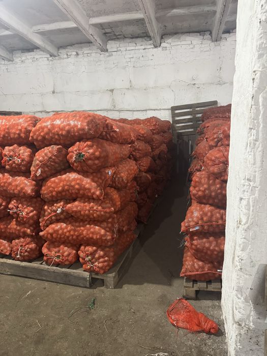 Картофель семенной .