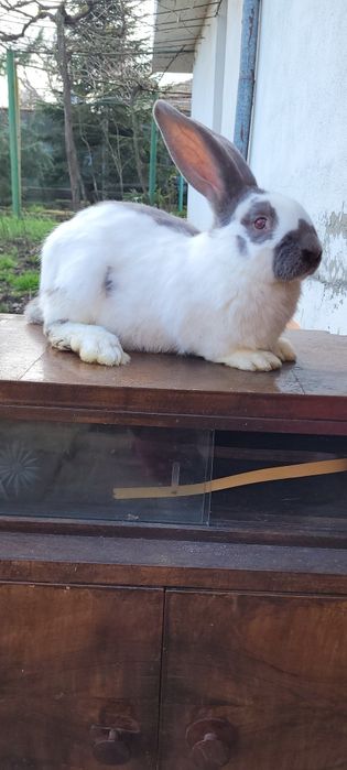 Зайци немска пеперуда