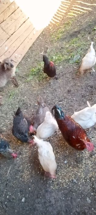 продам куриц и петухов
