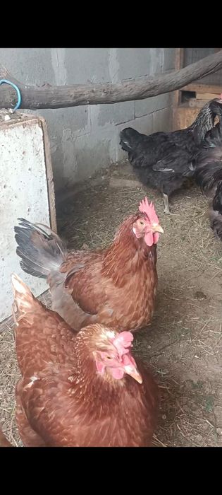 Продам курей и петуха.
