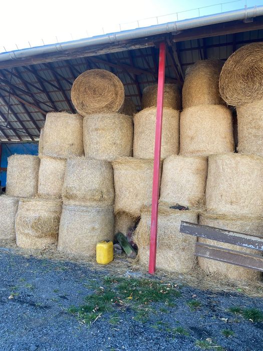 Baloti de paie productie 2025