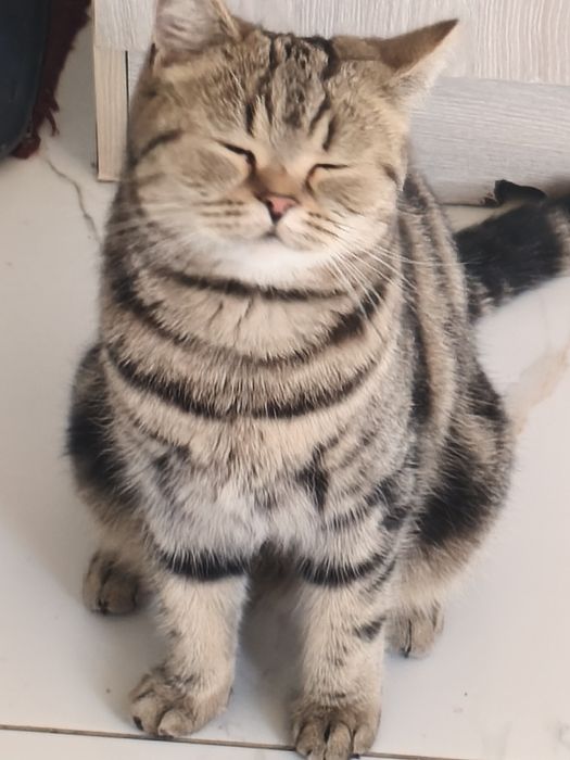 Отдам кошку в добрые руки