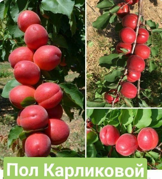 Мевали кучатлар карлик ва полкарлик сифатига суртига 100% кафолат бера