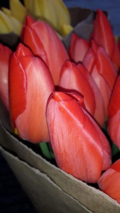 Тюльпаны оптом Алматы