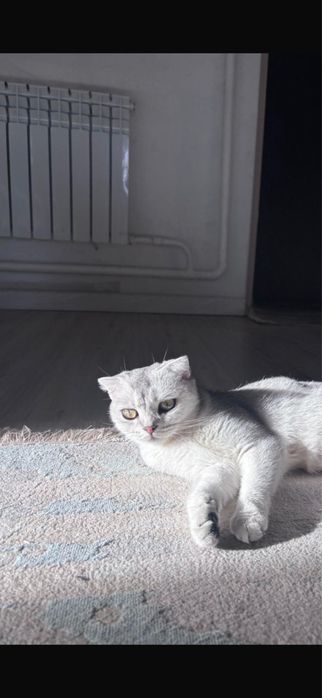 Продается шотландская шиншилла