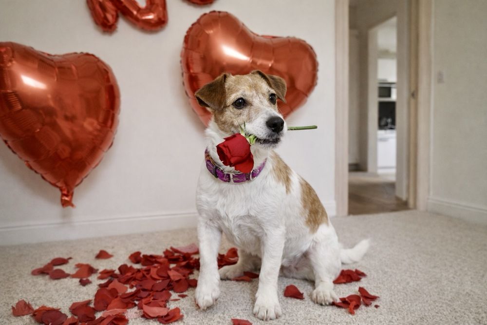 Джек Рассел терьер, девочка, 5 лет