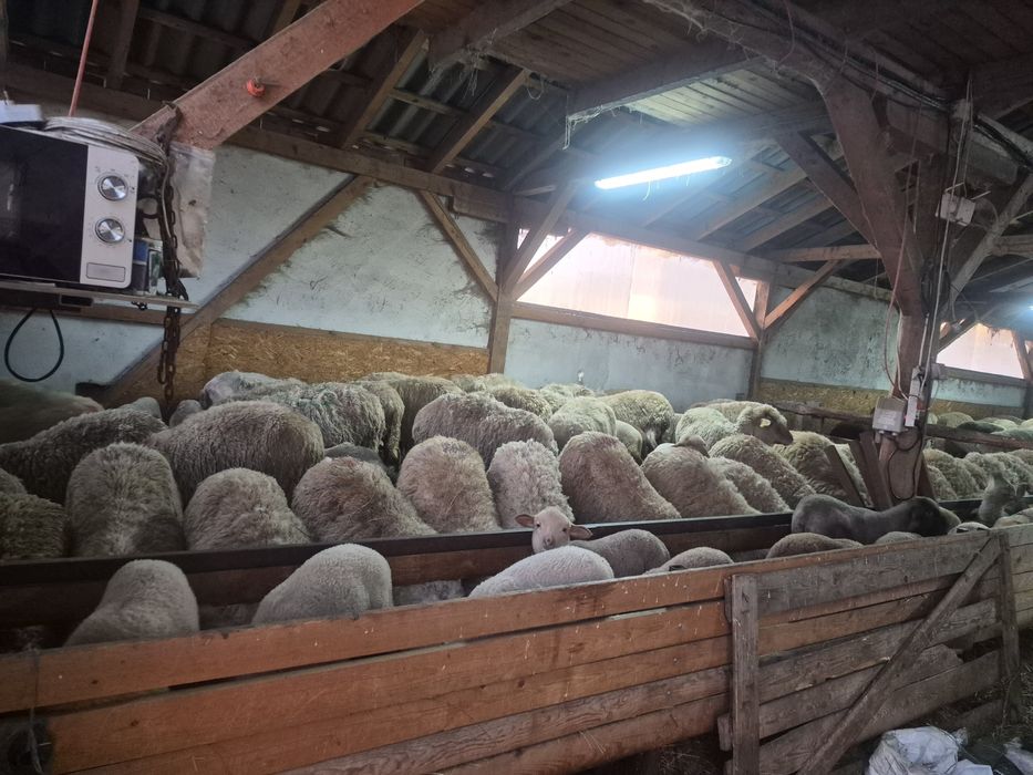 50 oi tigaie + 50 miel