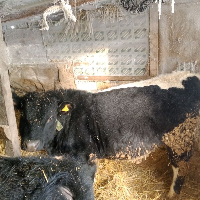 Продам 4 быков и 1телка