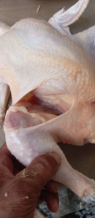 Бройлеры, тауық еті