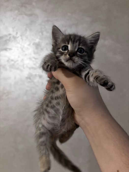 Котятя красивые.