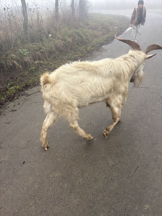 Vând țap rasa sannen de 3 ani .