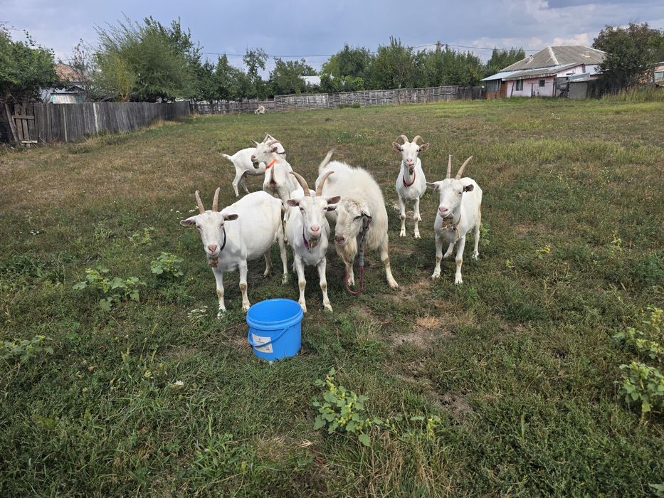 Capre sannen caprele sunt montate