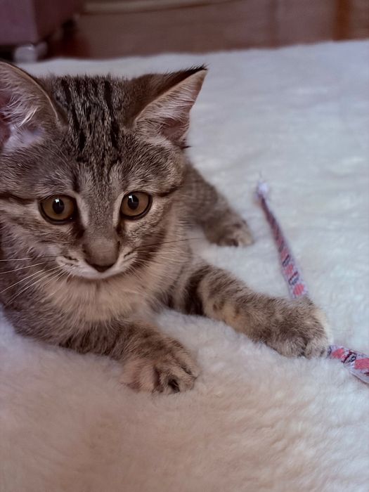 Котенок девочка ждёт семью