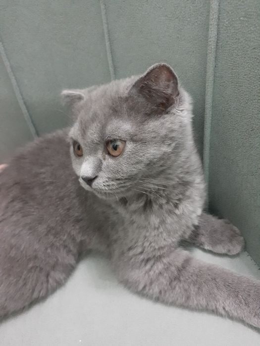 Хочу продать вислоухую кошечку!