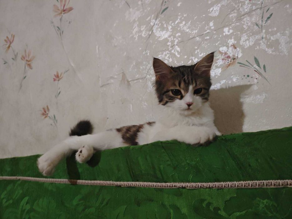 Котята бесплатно