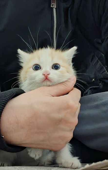 Котята бесплатно
