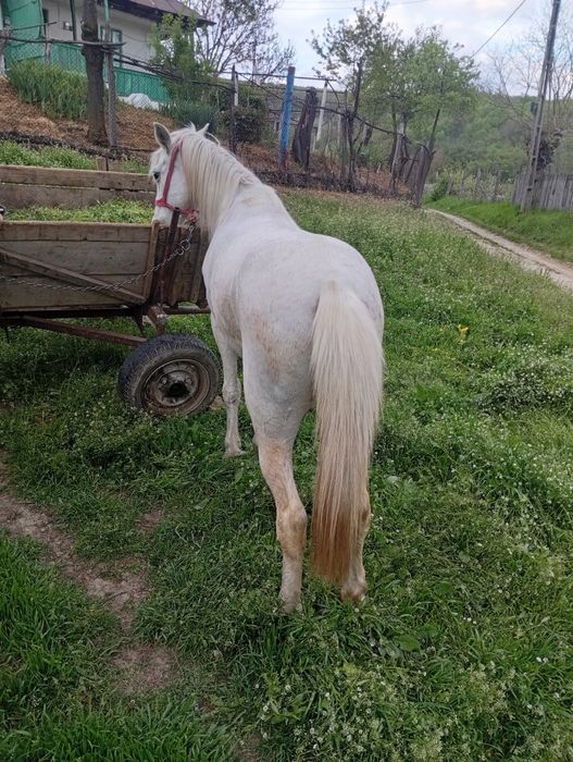 Vand sau schimb iapă garantată la tras