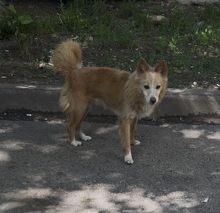 Собака в добрые руки