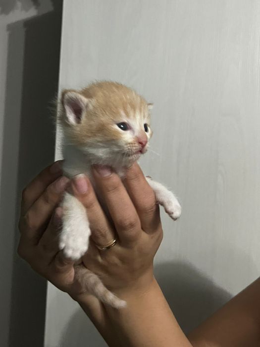 Продам котят вислоухие