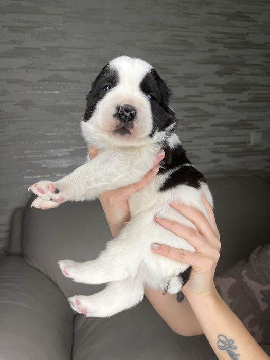 Бронь на щенков САО