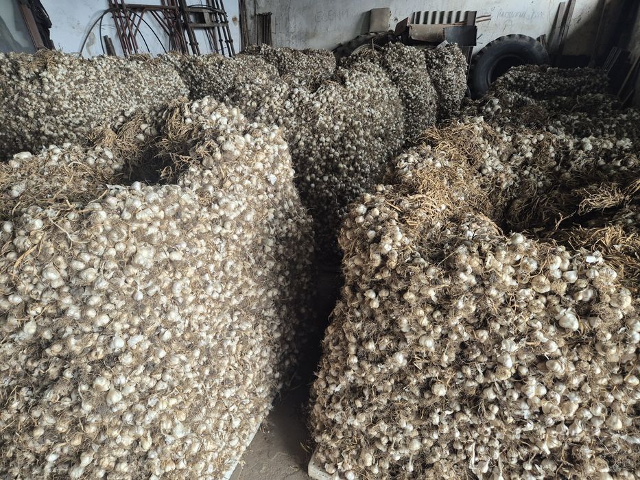 Vând 20 de tone de usturoi românesc și rosie prunisoara cantități mari