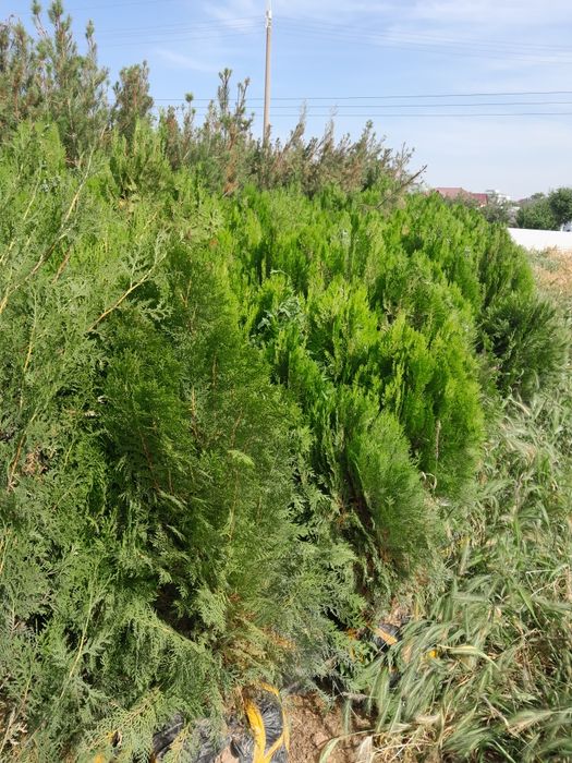 Archa va manzarali daraxtlar