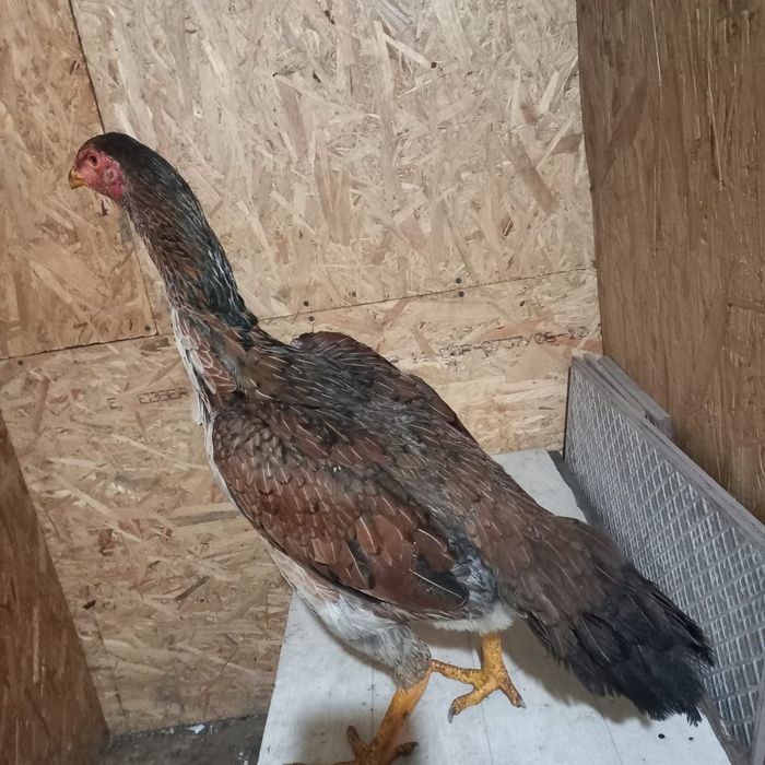 Продам Даканку курочку