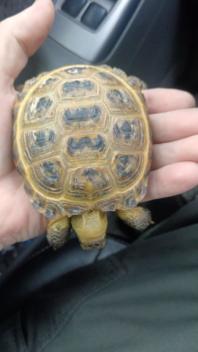 Сухопутная черепаха