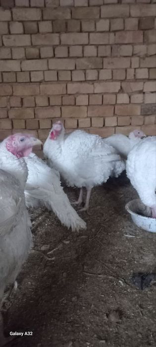 Big 6 kurkalari sotiladi