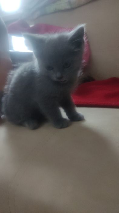 Коты из последних в выводке.
