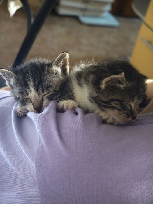 Крошки котята, 1 мес, девочки
