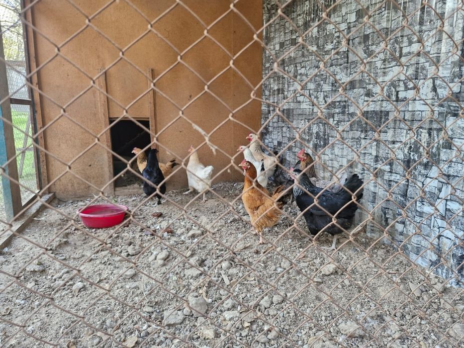 Продаю куры несушки