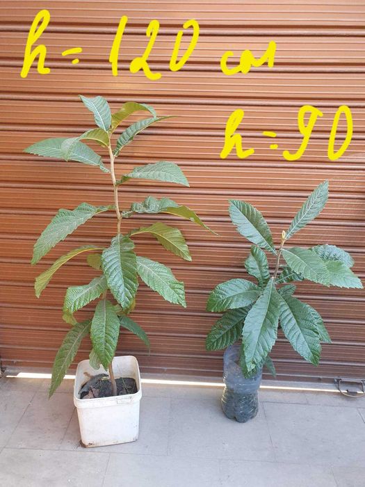 Японска мушмула - фиданки