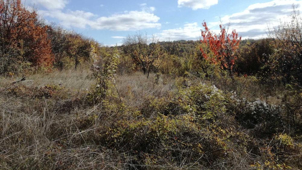 ДОБРИЯТ КОСАЧ-Косене,почистване на храсти и къпини.Кастрене на дървета