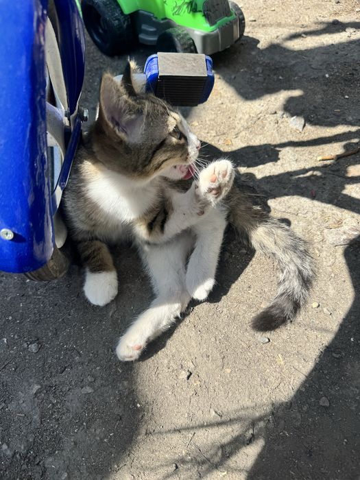 Отдам котенка в добрые руки