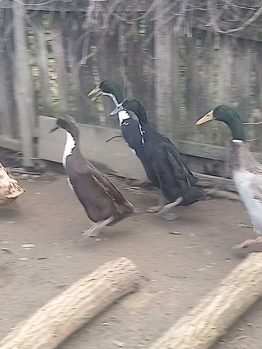 Rațe alergatoare indiene