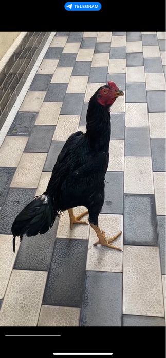 дакан сотилади 9 ойли