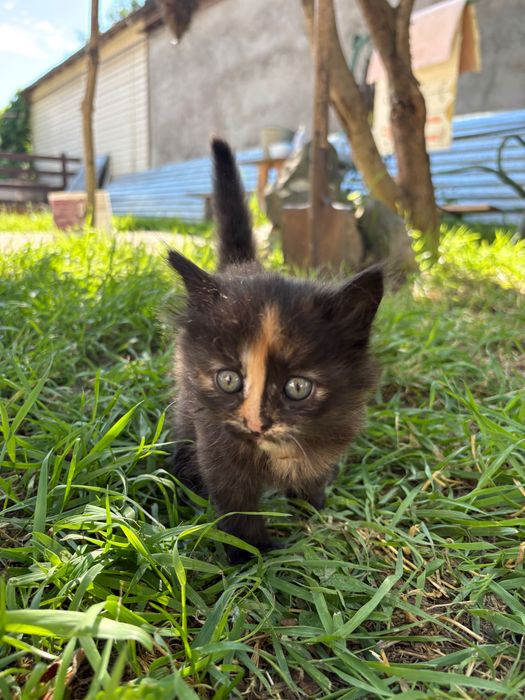 Отдадим котенка в добрые руки