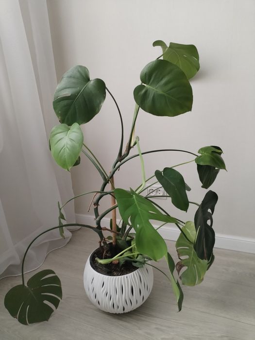 Цветок комнатный Монстера