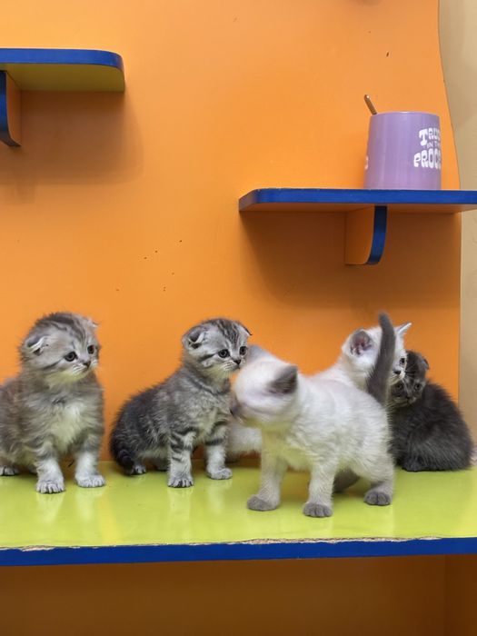 Шотландские котята