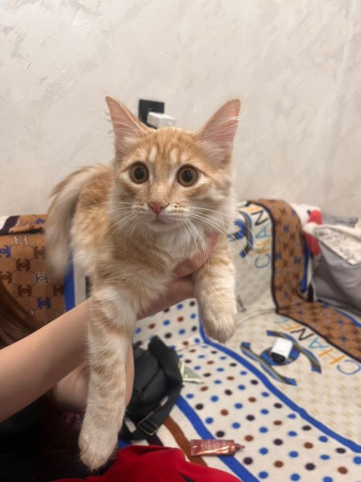 Отдам рыжего котенка