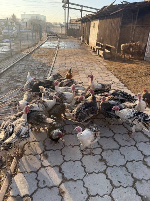 Kurka so’yib ham beramiz