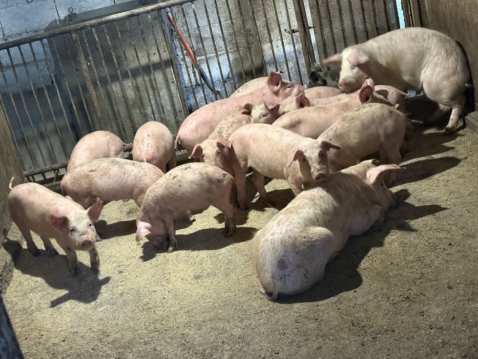 Продаваме малки прасета